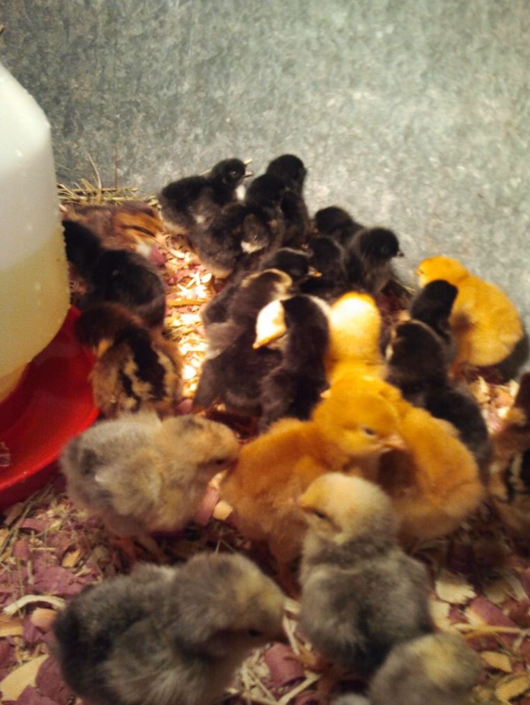 New chicks and new growth on the farm! 