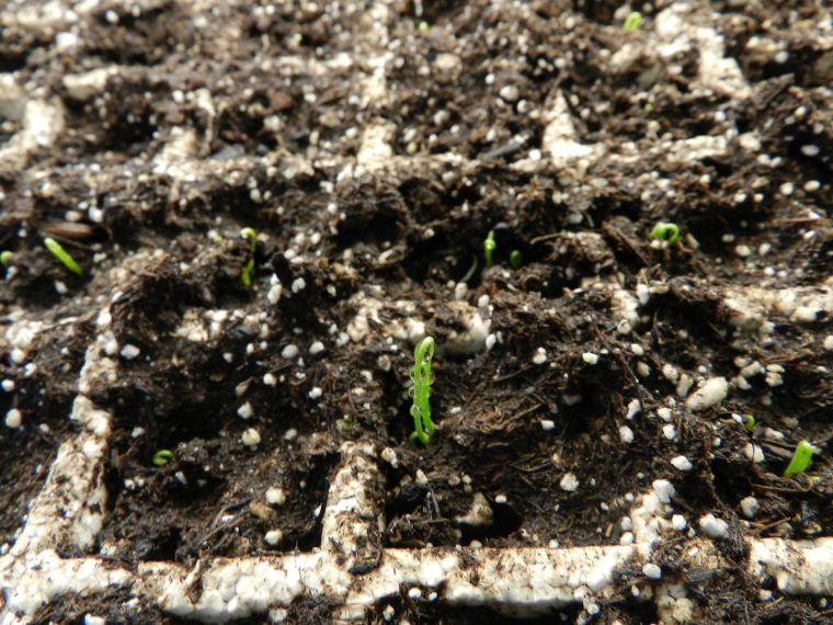 seedlings a sign of Spring